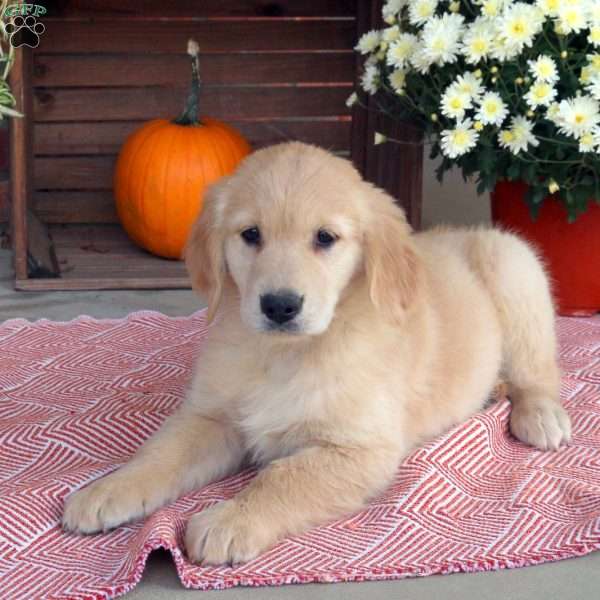 Cassie, Golden Retriever Puppy