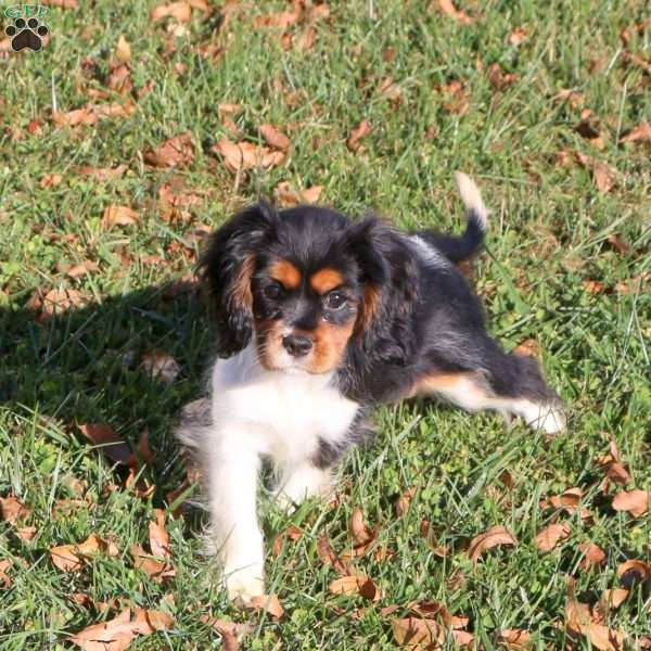 Cassie, Cavalier King Charles Spaniel Puppy