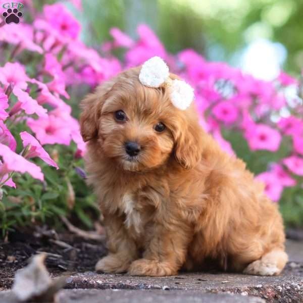 Cathy, Cavapoo Puppy