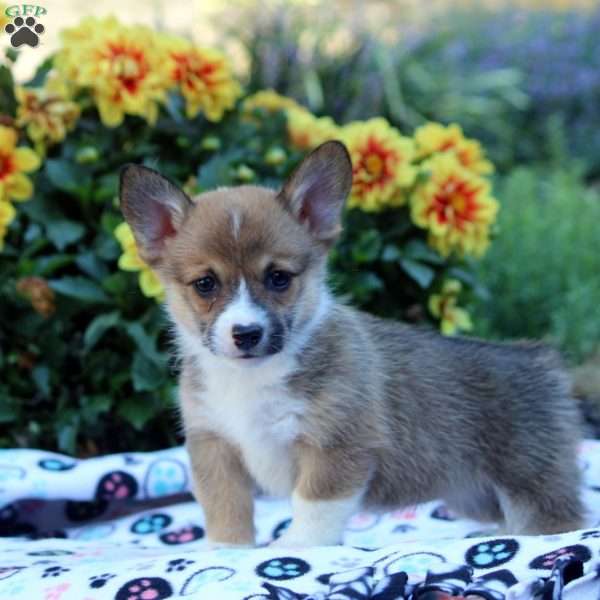 Cathy, Pembroke Welsh Corgi Puppy