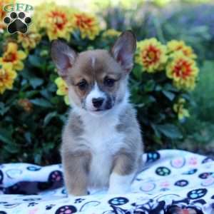 Cathy, Pembroke Welsh Corgi Puppy