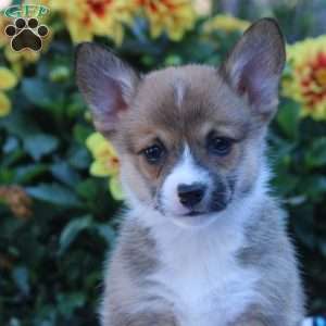 Cathy, Pembroke Welsh Corgi Puppy