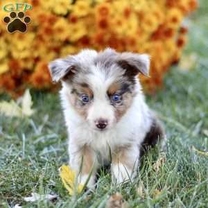 Cathy, Miniature Australian Shepherd Puppy