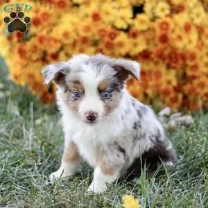 Cathy, Miniature Australian Shepherd Puppy