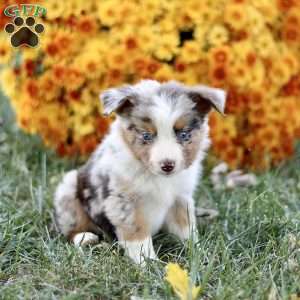 Cathy, Miniature Australian Shepherd Puppy