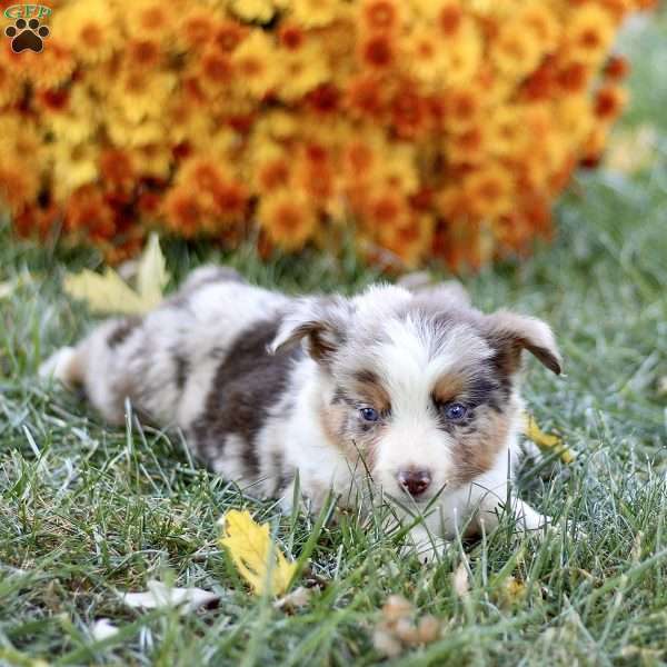 Cathy, Miniature Australian Shepherd Puppy