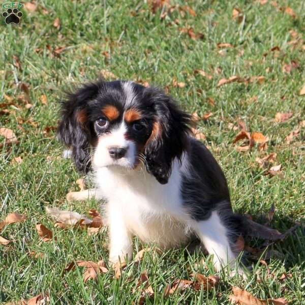 Cayla, Cavalier King Charles Spaniel Puppy