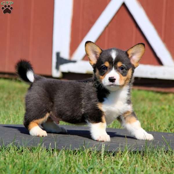 Cayson, Pembroke Welsh Corgi Puppy