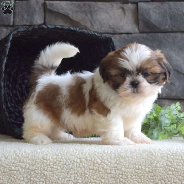 Cedar, Shih Tzu Puppy