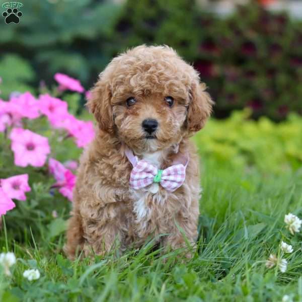 Ceila, Miniature Poodle Puppy