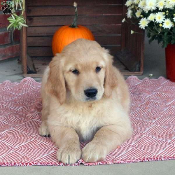 Chad, Golden Retriever Puppy