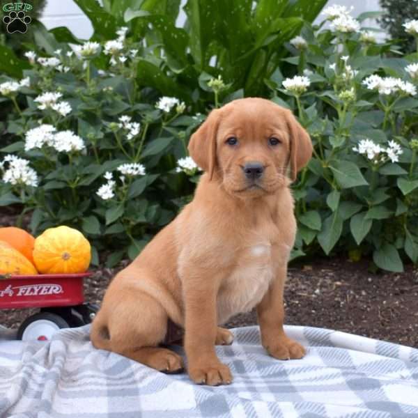 Chai, Fox Red Labrador Retriever Puppy