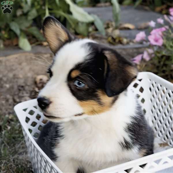 Champ, Pembroke Welsh Corgi Puppy