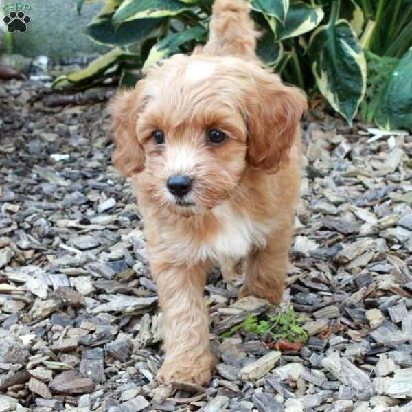 Champion, Cockapoo Puppy