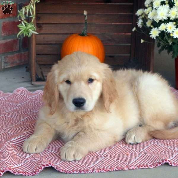 Chandler, Golden Retriever Puppy