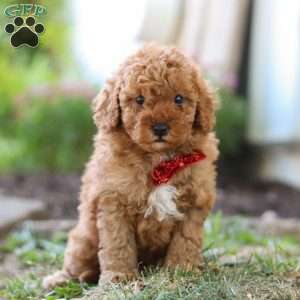 Charlie, Cavapoo Puppy