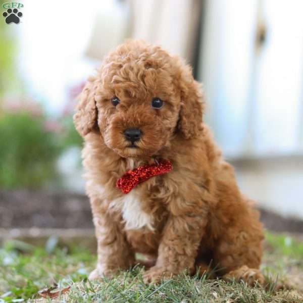 Charlie, Cavapoo Puppy