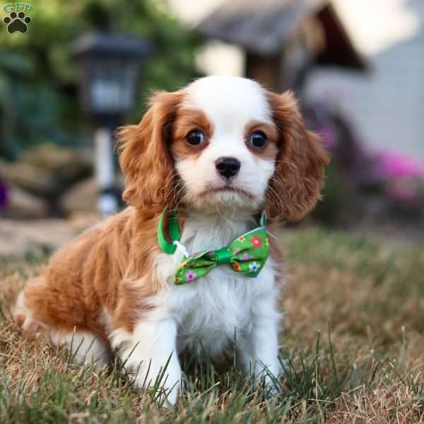 Charlie, Cavalier King Charles Spaniel Puppy