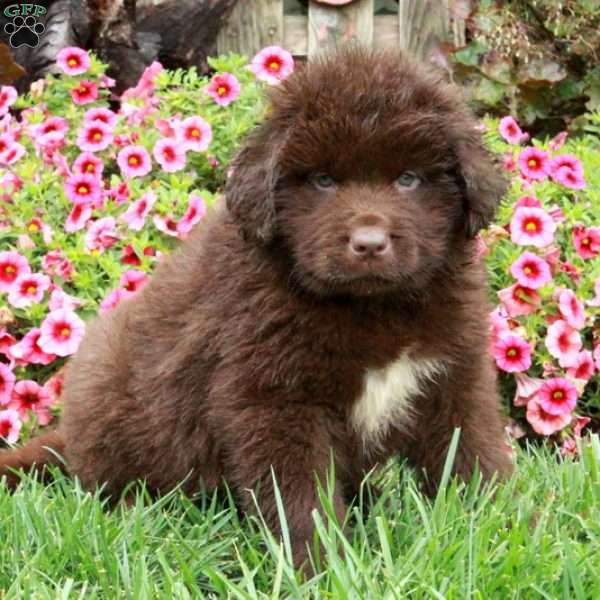 Charlie, Newfoundland Puppy