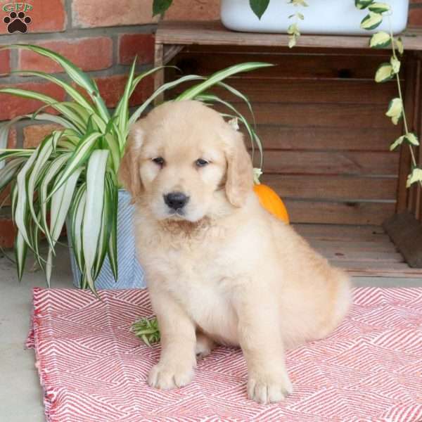 Charlie, Golden Retriever Puppy