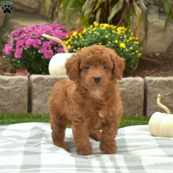 Charlie, Mini Goldendoodle Puppy