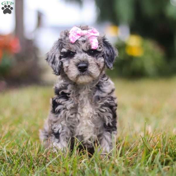 Charlotte, Mini Goldendoodle Puppy