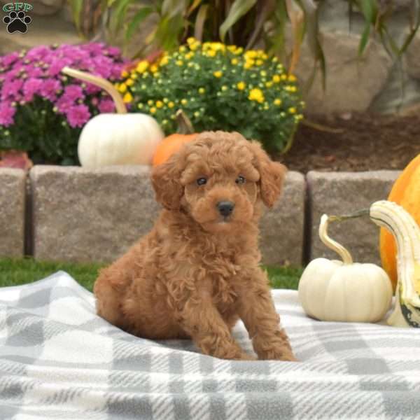 Chase, Mini Goldendoodle Puppy