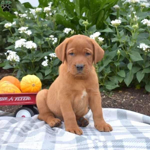 Chase, Fox Red Labrador Retriever Puppy