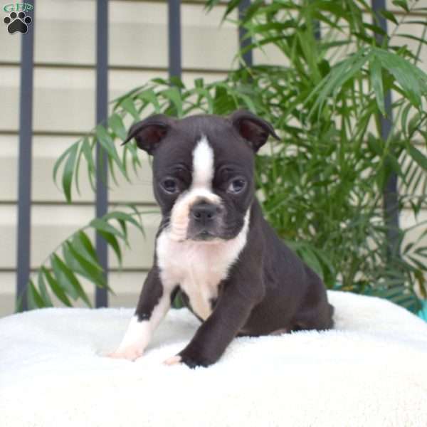 Checkers, Boston Terrier Puppy