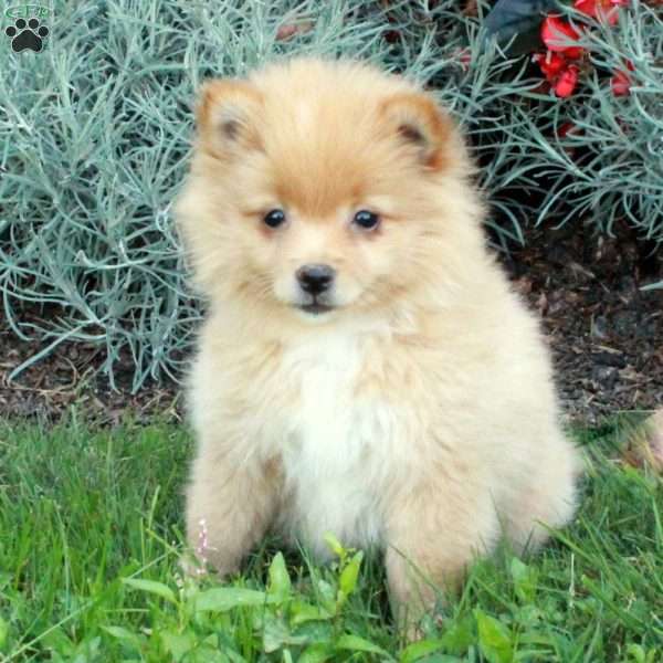 Cheddar, Pomeranian Puppy