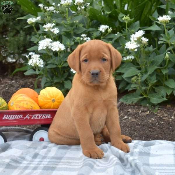 Cheddar, Fox Red Labrador Retriever Puppy