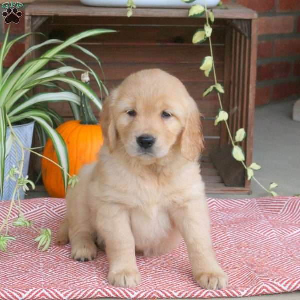 Chelsea, Golden Retriever Puppy