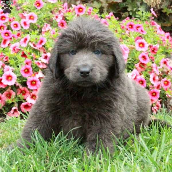 Chelsea, Newfoundland Puppy