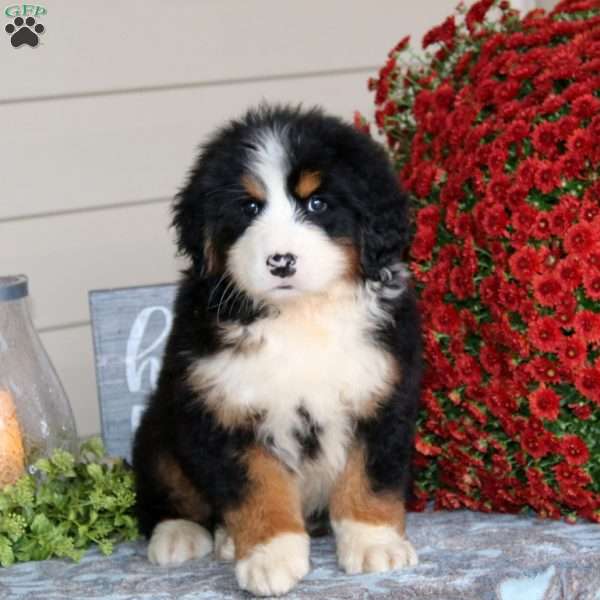 Chelsey, Bernese Mountain Dog Puppy