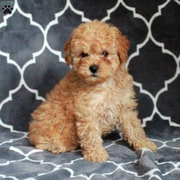 Cherry, Toy Poodle Puppy