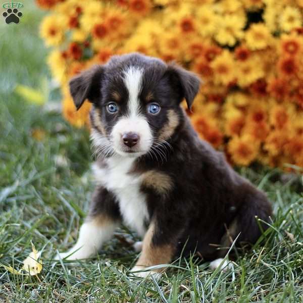 Cheryl, Miniature Australian Shepherd Puppy