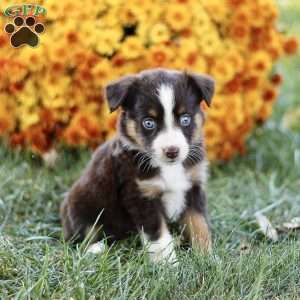 Cheryl, Miniature Australian Shepherd Puppy