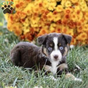 Cheryl, Miniature Australian Shepherd Puppy