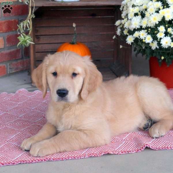 Chester, Golden Retriever Puppy