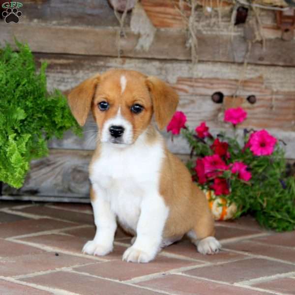 Chester, Beagle Mix Puppy