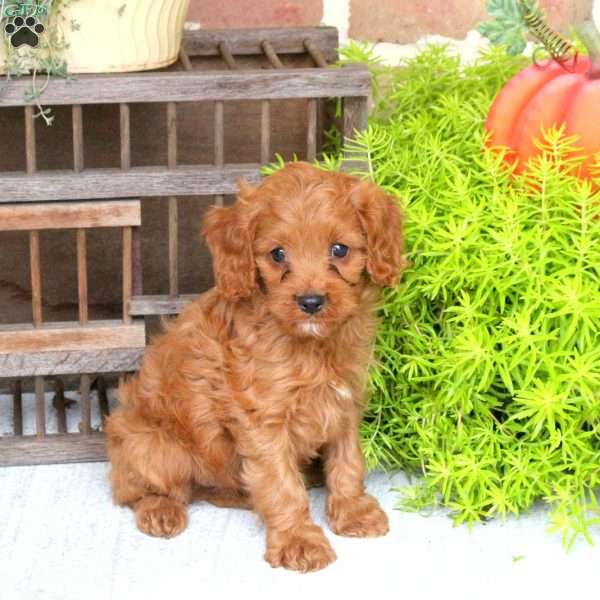 Chevy, Cavapoo Puppy