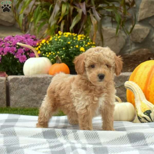 Chex, Mini Goldendoodle Puppy