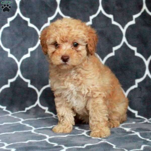 Chica, Toy Poodle Puppy