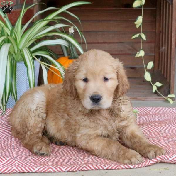 Chief, Golden Retriever Puppy