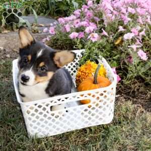 Cheif, Pembroke Welsh Corgi Puppy