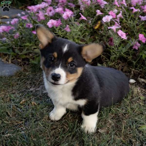 Cheif, Pembroke Welsh Corgi Puppy