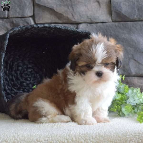 Chip, Shih Tzu Puppy