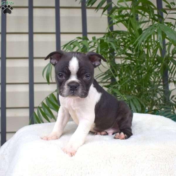 Chip, Boston Terrier Puppy