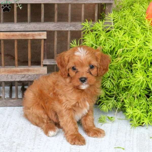 Chloe, Cavapoo Puppy