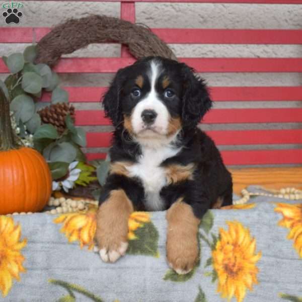 Chloe, Miniature Bernese Mountain Dog Puppy